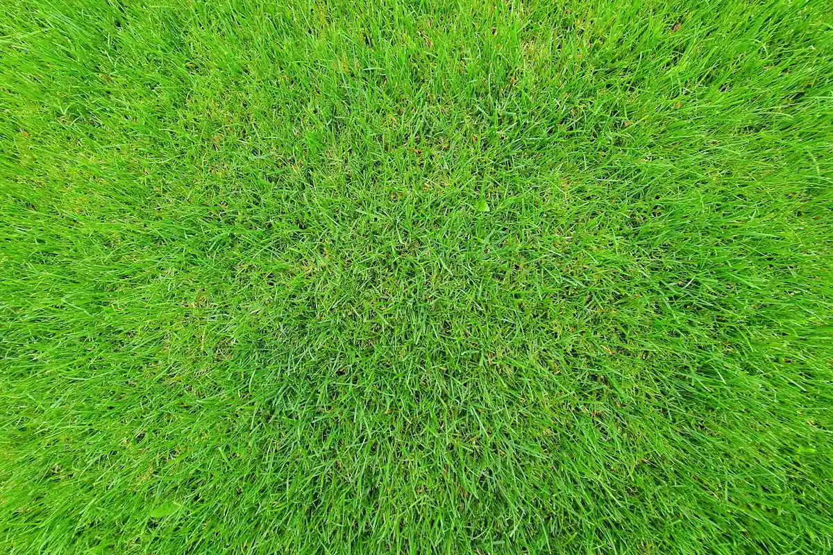 Close-up view of vibrant green lawn grass forming a circular patch