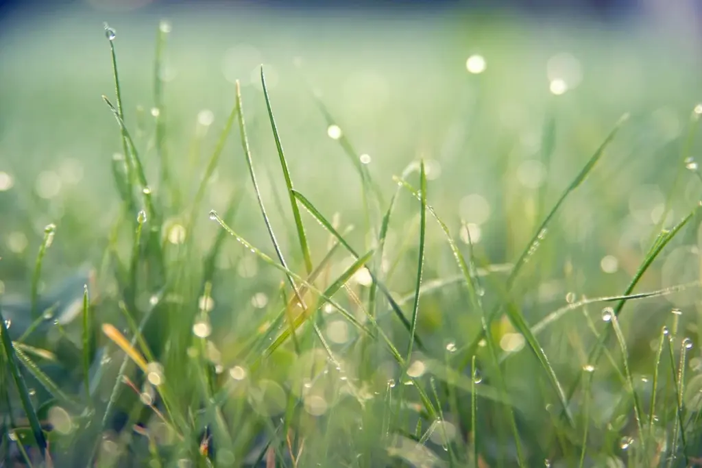 How Do You Fix Fertilizer Burn and Rescue an Over-Fertilized, Over-Watered Lawn?