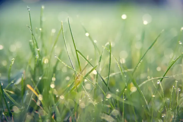 Close-up of dew-covered blades of grass in a sunlit lawn.