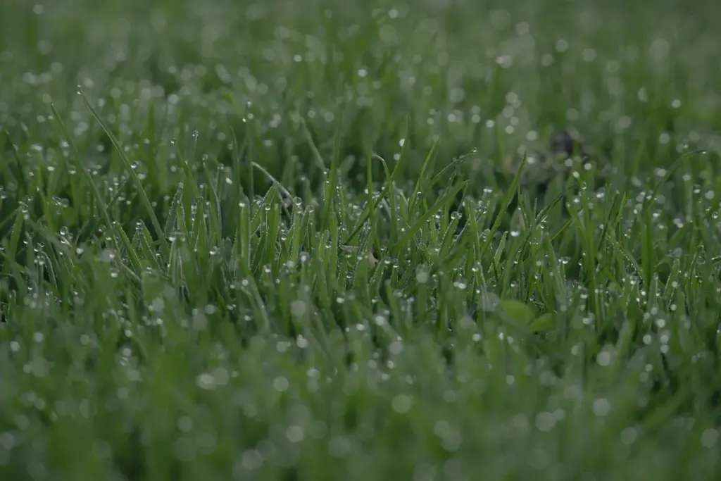 Do You Really Need to Dethatch Your Lawn Every Year?