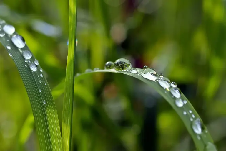Close-up of dew-covered grass blades after mowing.