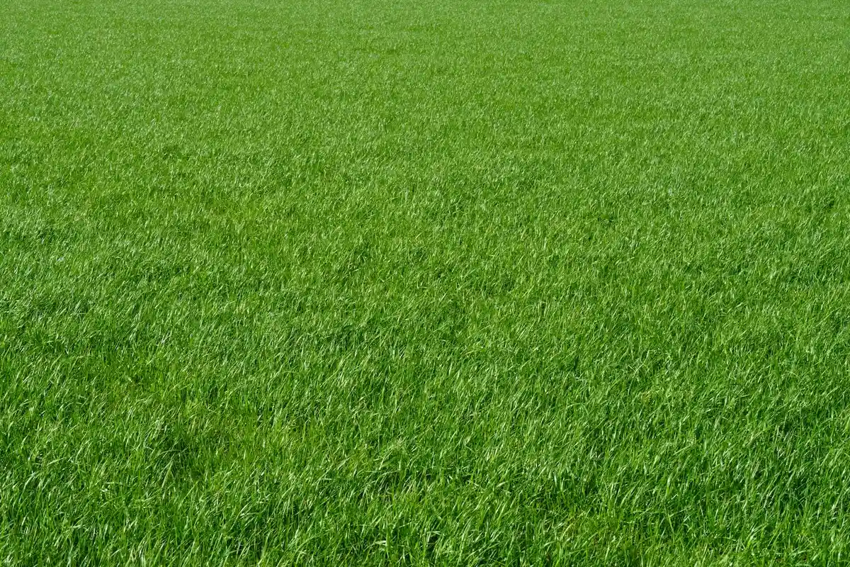 Close-up view of a lush, green lawn with evenly grown grass blades.
