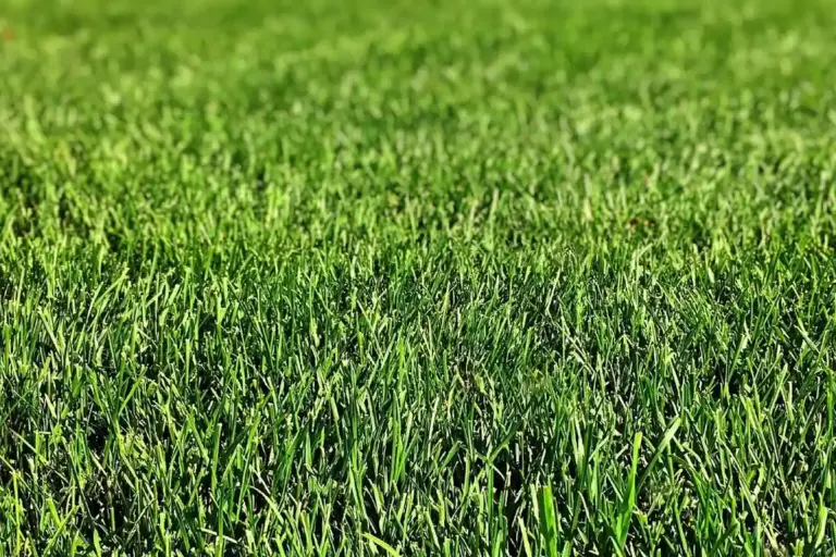 Close-up of dense green turf grass blades.