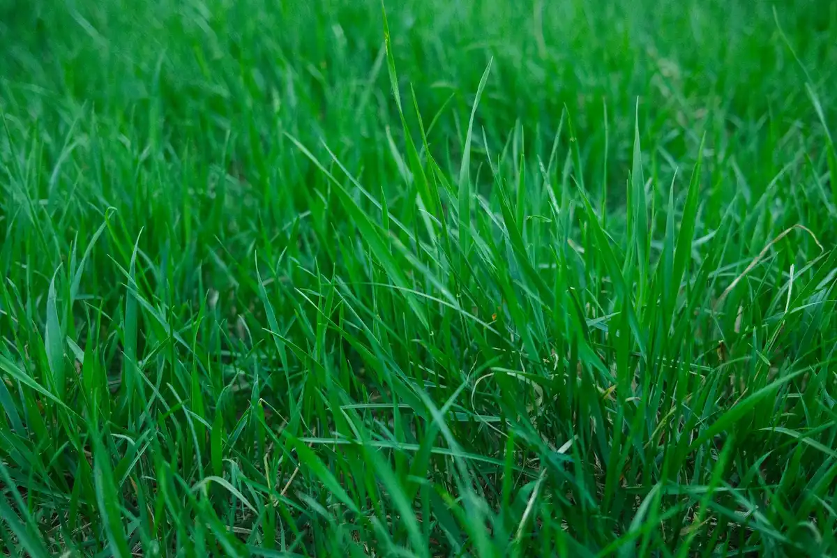 Close-up of vibrant green grass blades in a newly seeded lawn.