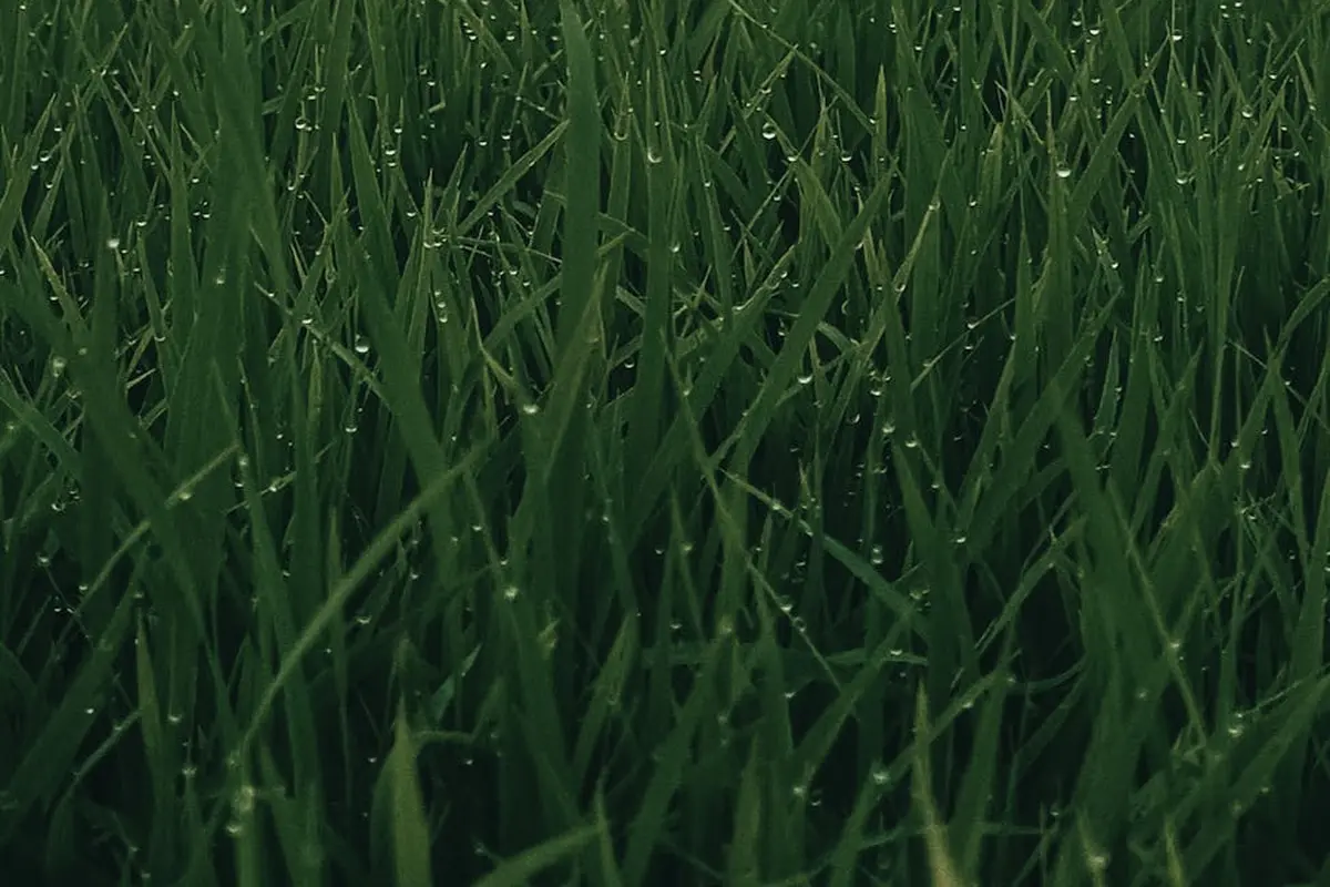 Close-up view of lush green grass blades with morning dew droplets.