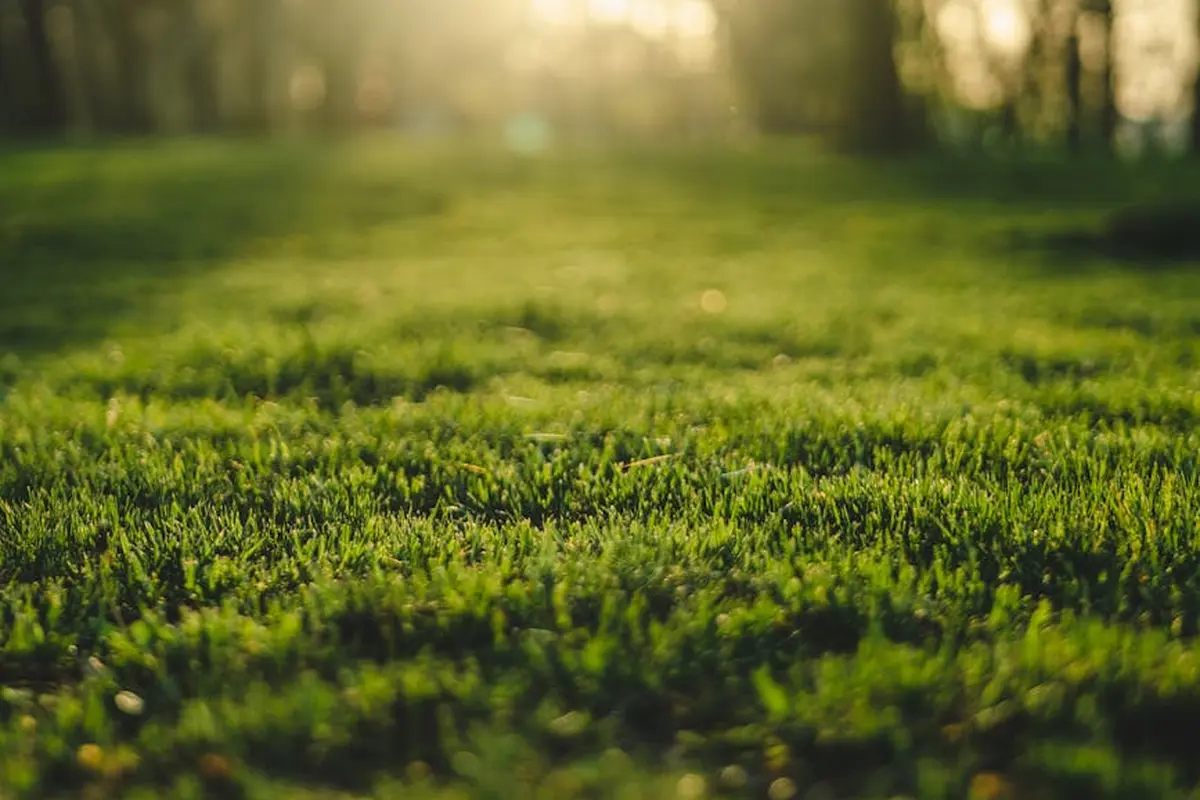 Sunlit, close-up view of a lush green lawn with blades of grass