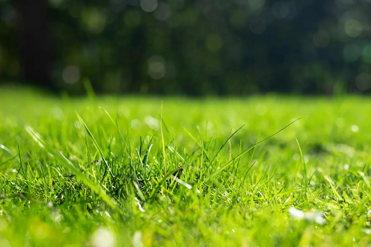 Close-up of fresh green grass blades in a sunlit lawn