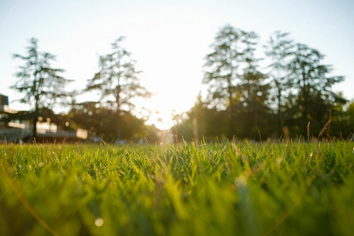 Close-up of vibrant green grass with a blurred background of trees and a warm sunset.