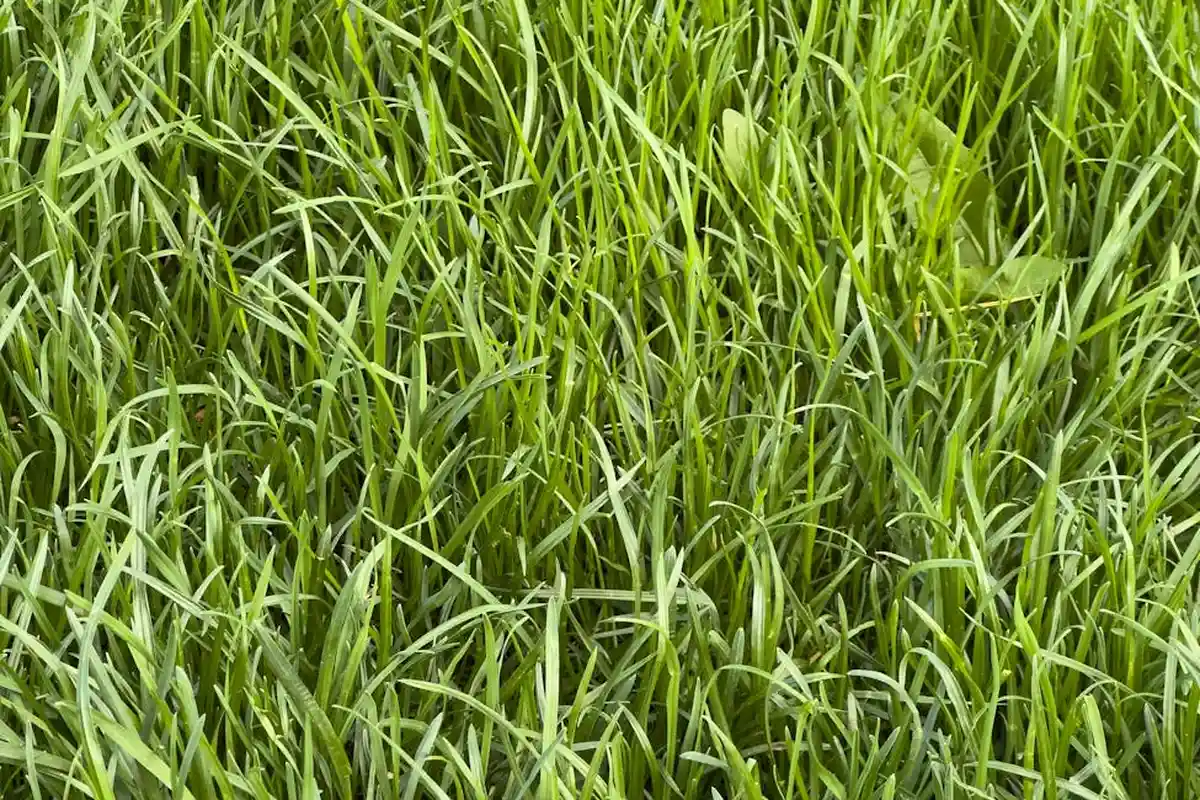 Close-up of dense, bright green grass blades in a lawn