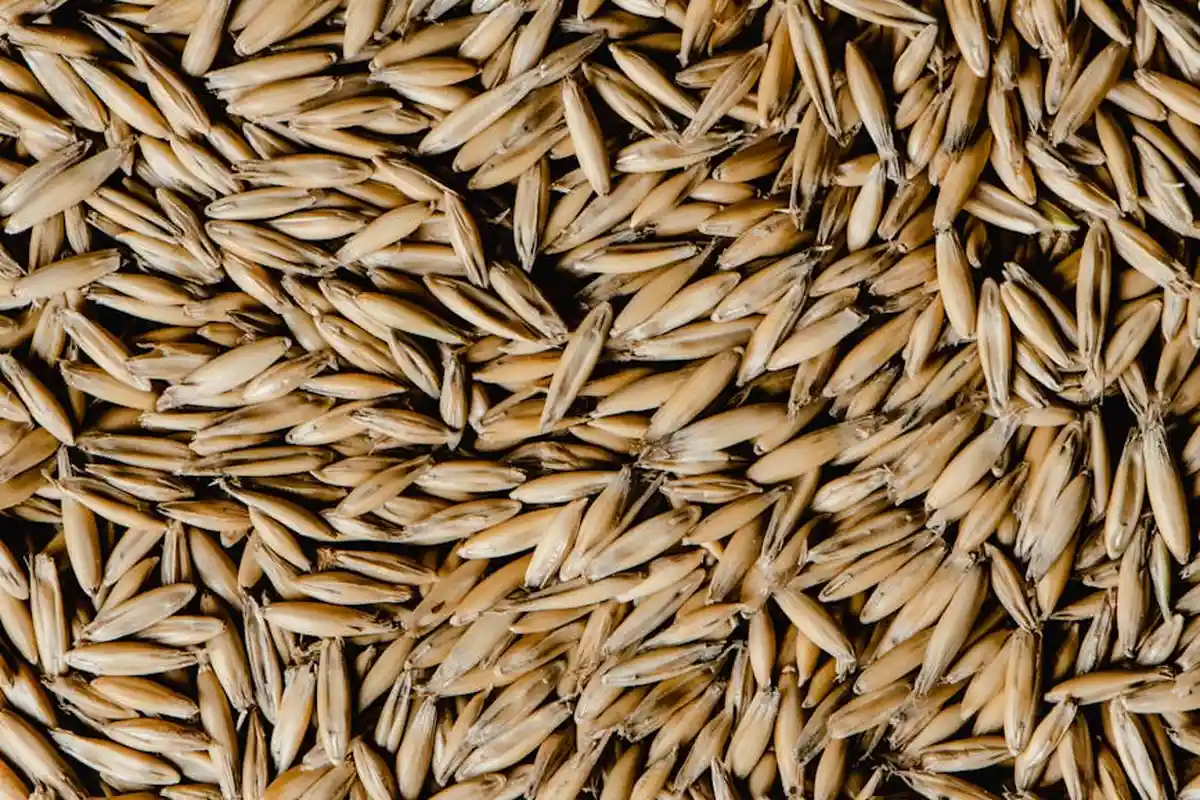 Close-up of grass seeds spread in a pile, illustrating a quick seed quality check before planting.