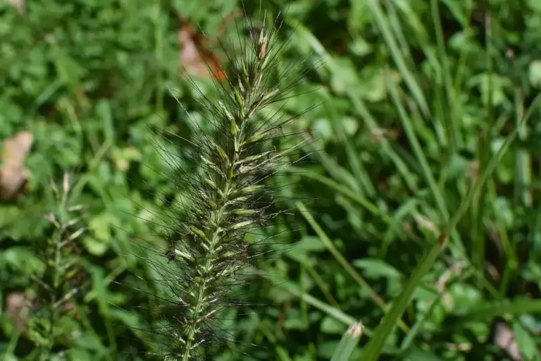 Close-up of a grass seed head with dense spikelets among green blade grass
