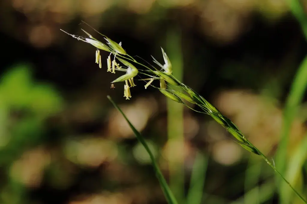 How Do You Plant Grass Seed for a Thick, Green Lawn?