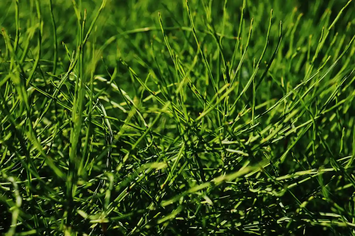 Close-up of lush green grass blades