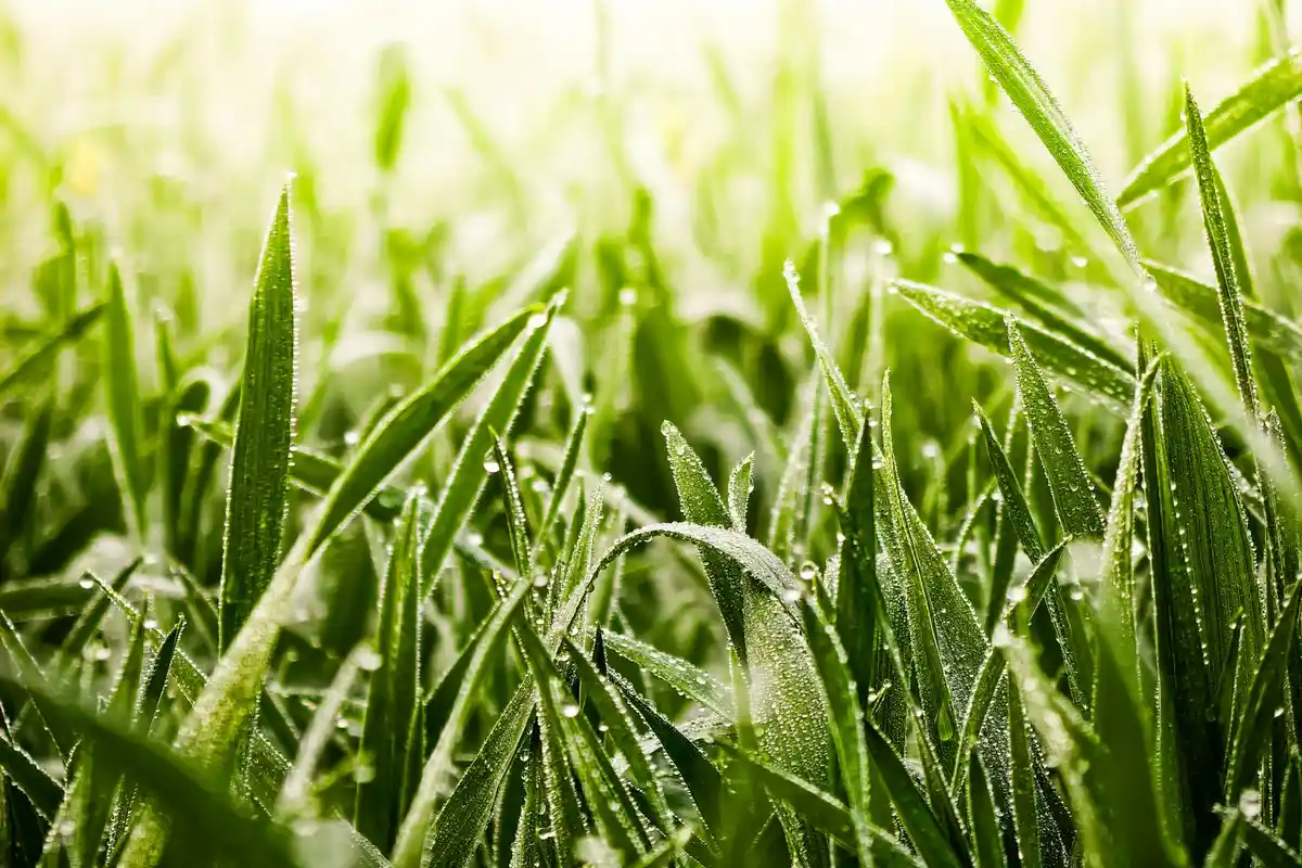 Close-up of dew-covered grass blades in a sunlit lawn.