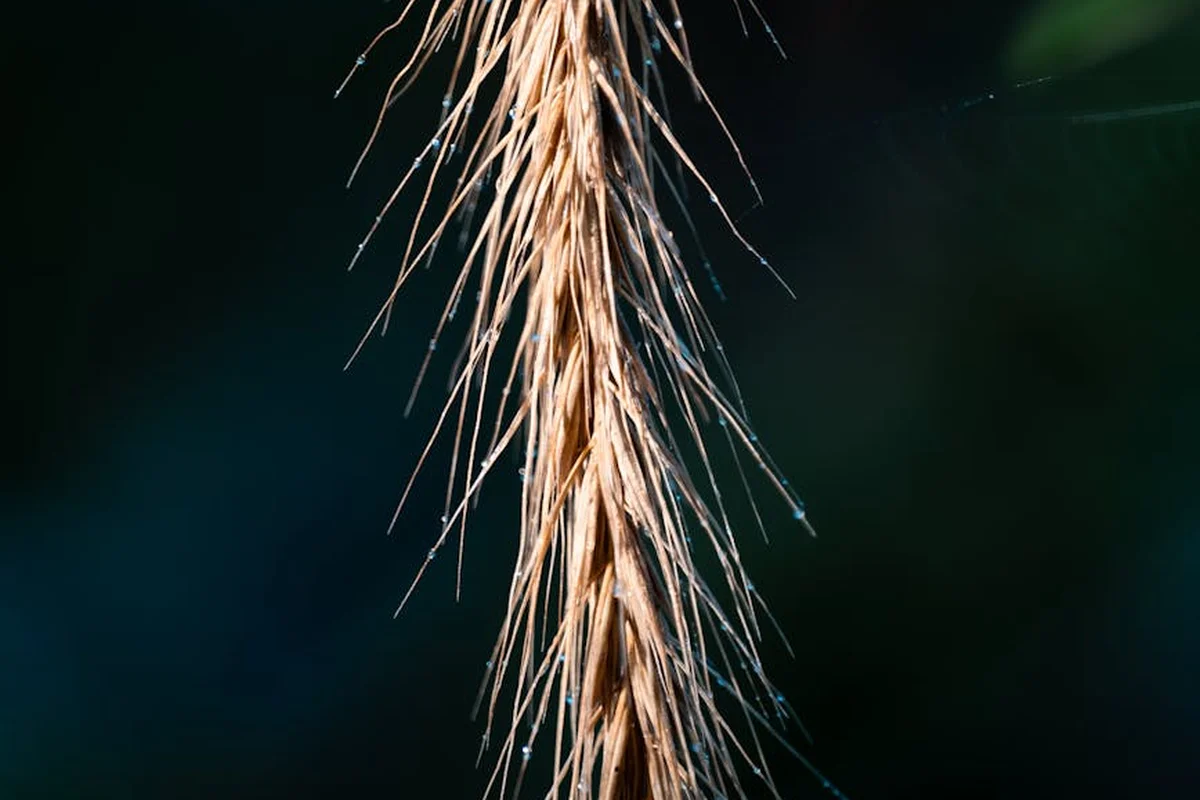 Close-up of a single dried grass seed head with brown tassels against a dark, blurred background.