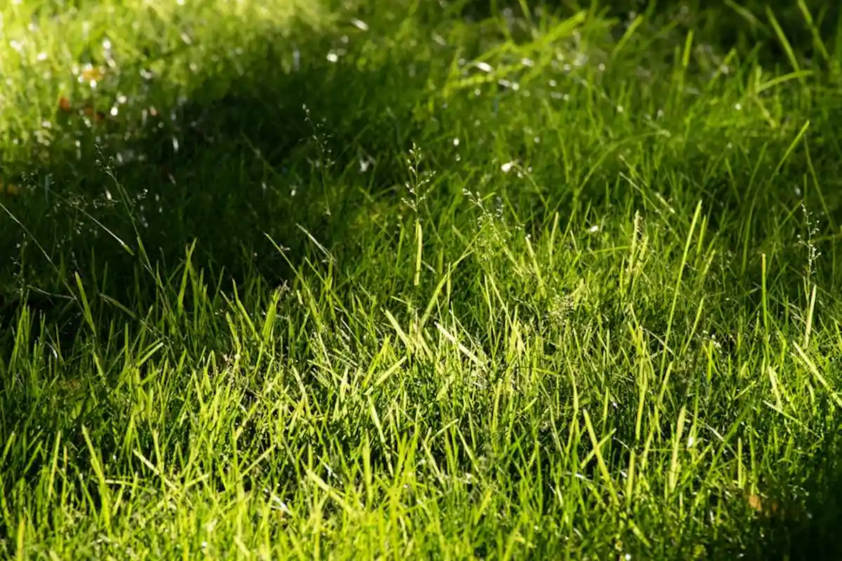 Close-up of bright green grass blades in a sunlit lawn, illustrating a healthy seedbed ready for germination.