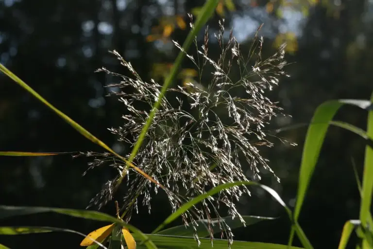 Close-up of grass seed heads and blades catching sunlight