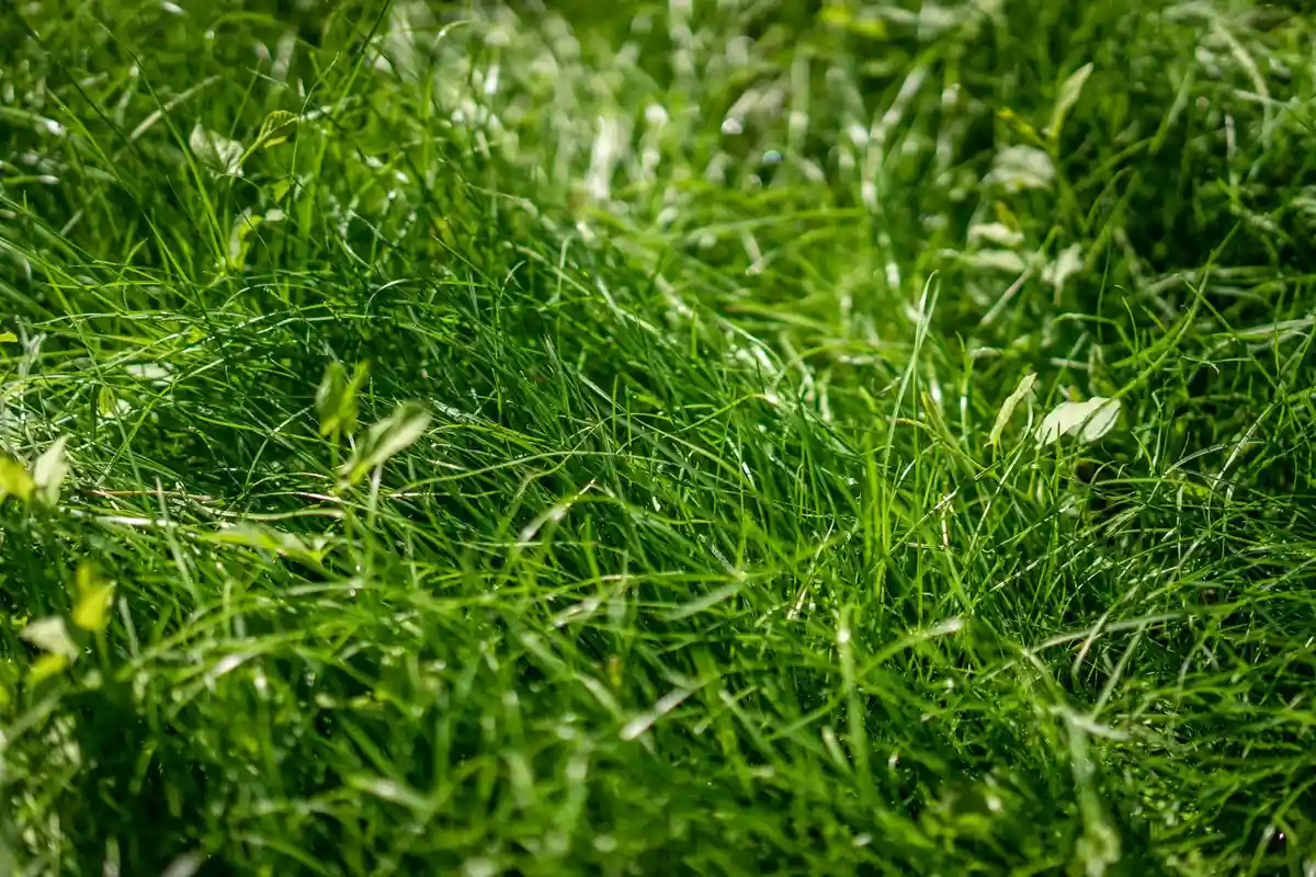 Close-up of dense, unruly green grass blades.