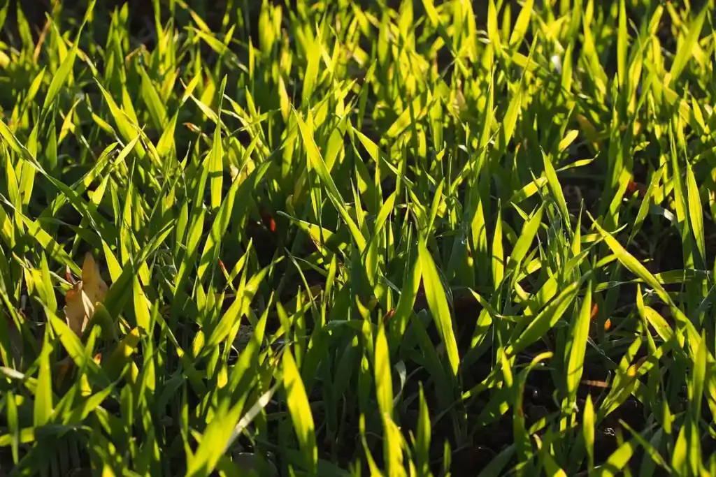 How Long Does Grass Seed Take to Sprout? Your Homeowner’s Guide to Germination