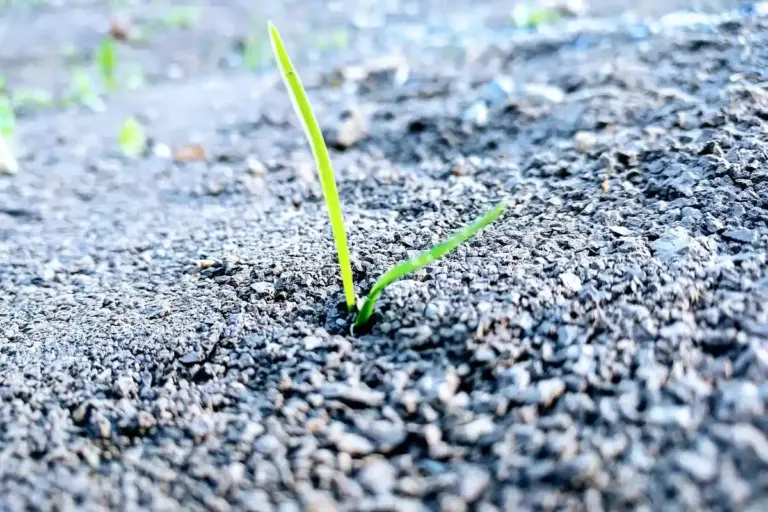 A single young grass seedling emerging from dark, granular soil.