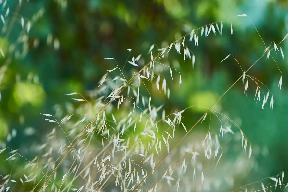 Close-up of delicate grass seed heads against a blurred green background