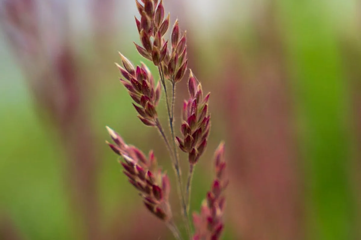 Close-up of purple grass seed heads on tall stems with a blurred green background