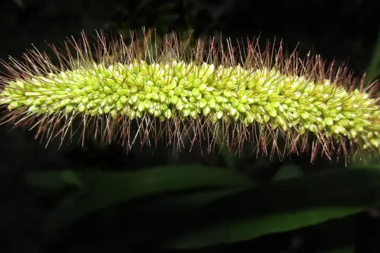 Close-up of a grass seed head with bright green seeds and brown awns