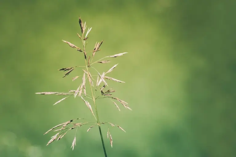 Close-up of a grass seed head standing upright against a blurred green background