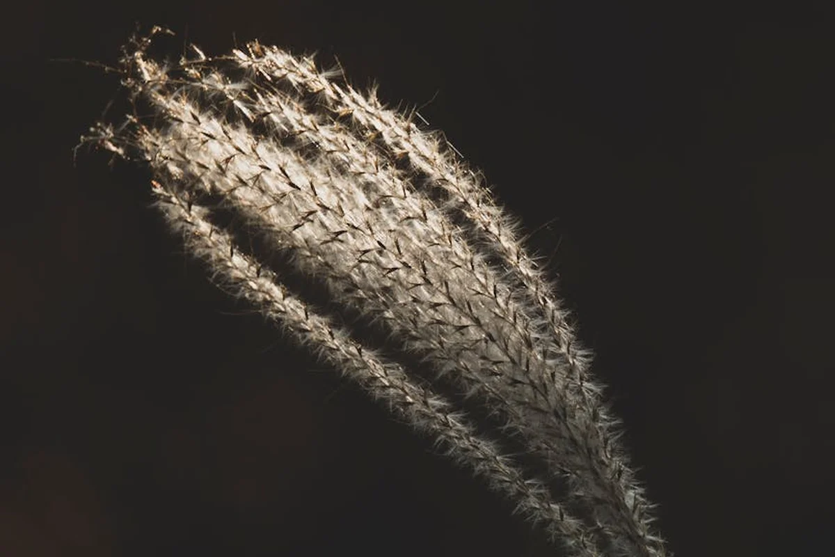 Close-up view of a grass seed head with soft light against a dark background