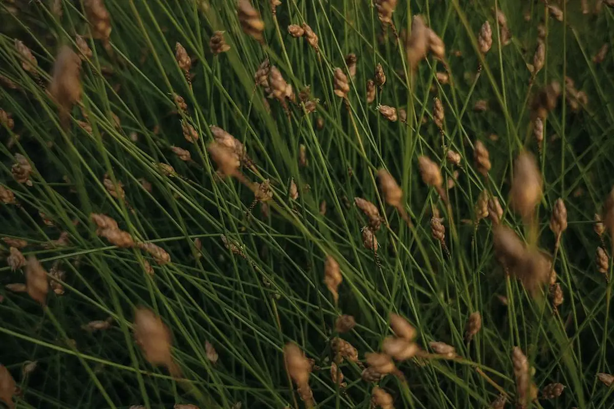 Close-up view of tall grasses with seed heads