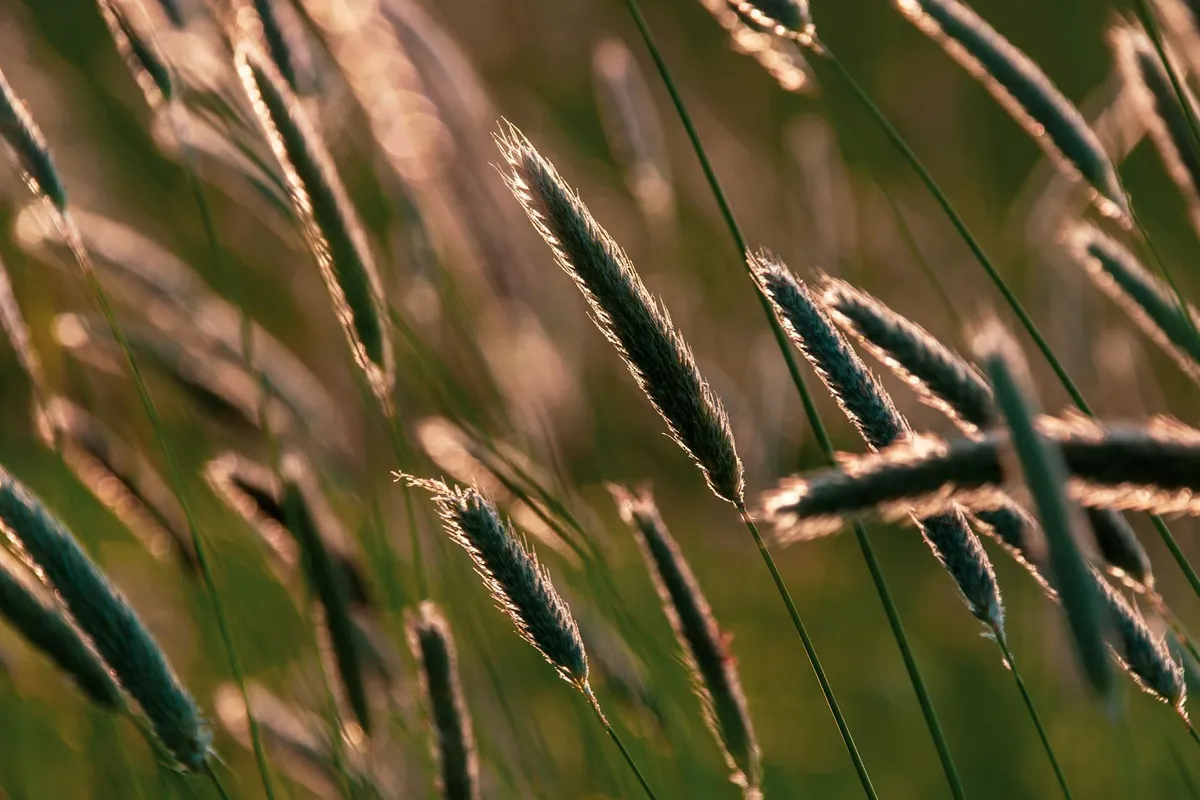 Close-up of grass seed heads swaying in a sunlit field
