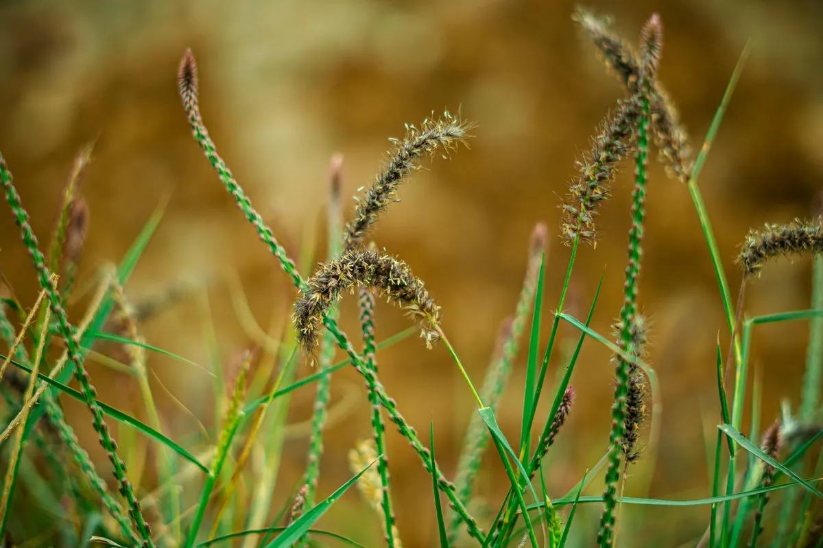 Close-up of grass seed heads with brown, fluffy seed clusters among green blades