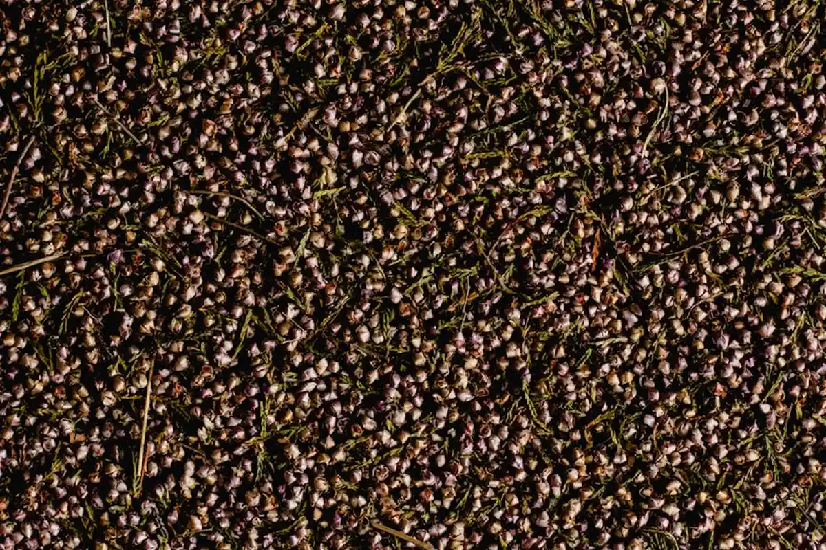 Close-up of small grass seeds scattered on dark soil, illustrating uneven coverage before sowing.