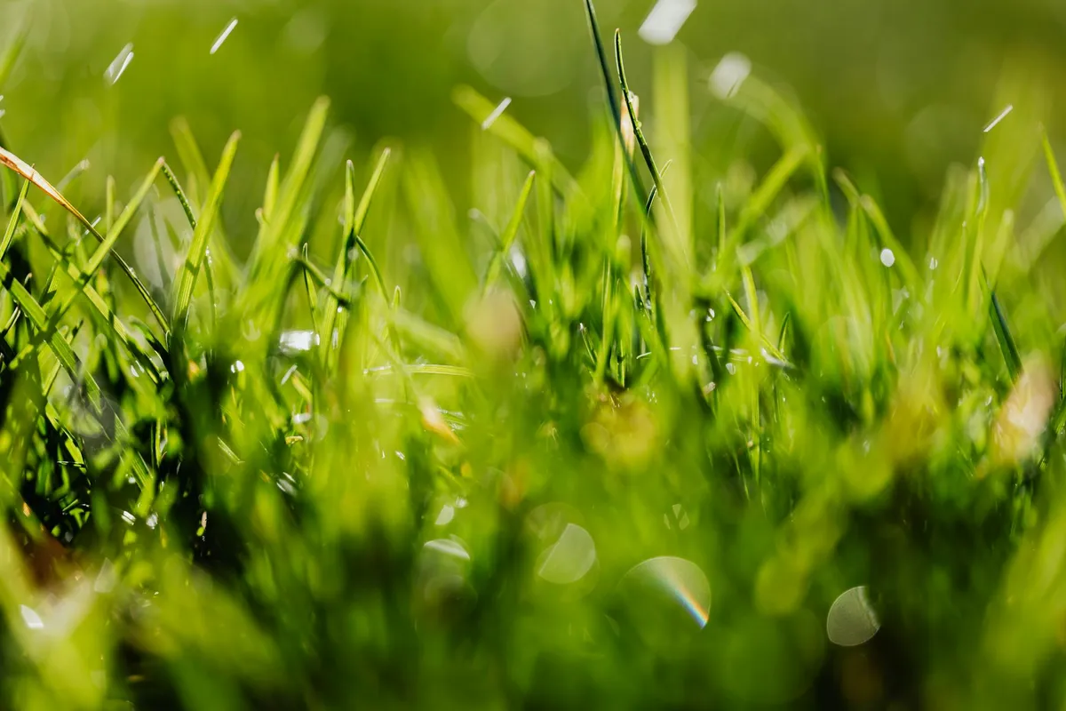 Close-up of green grass blades with soft sunlight and bokeh