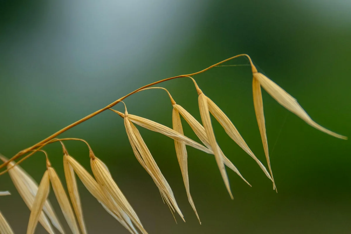 Close-up of dried grass seed heads on a slender stem with a soft green background
