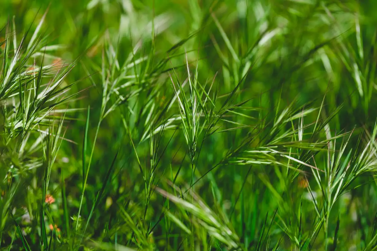 Close-up of lush green grass blades in a sunlit field.