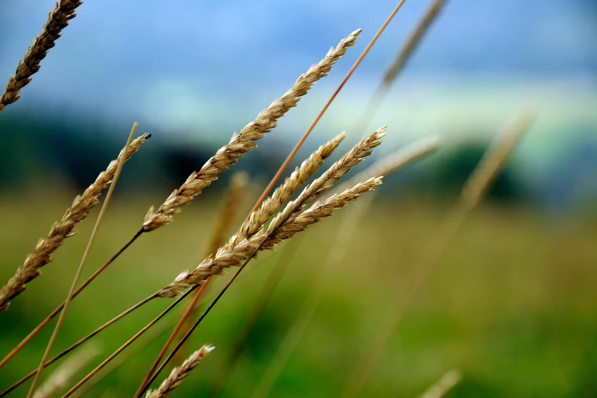 Close-up of grass seed heads swaying in a blurred field