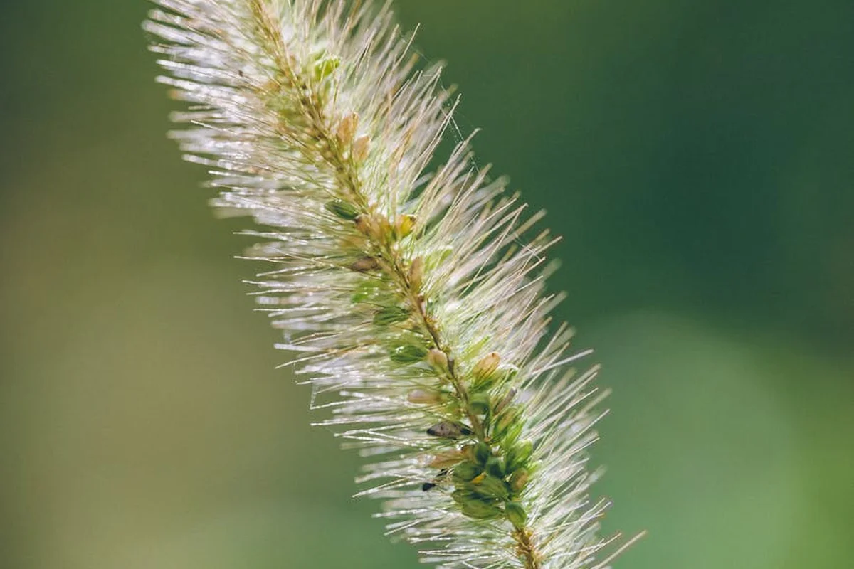 Close-up of a grass seed head (spike) with bristly awns and tiny developing seeds against a blurred green background.