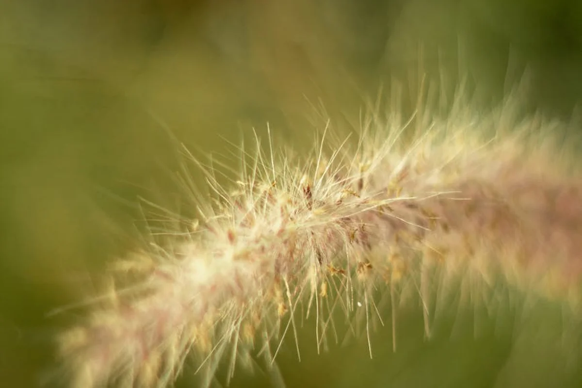 Close-up of a grass seed head with fluffy awns, showing texture