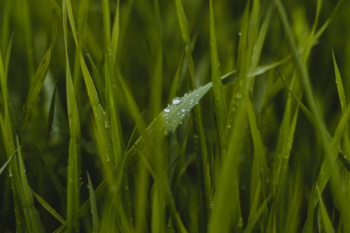 Close-up of green grass blades with dew droplets