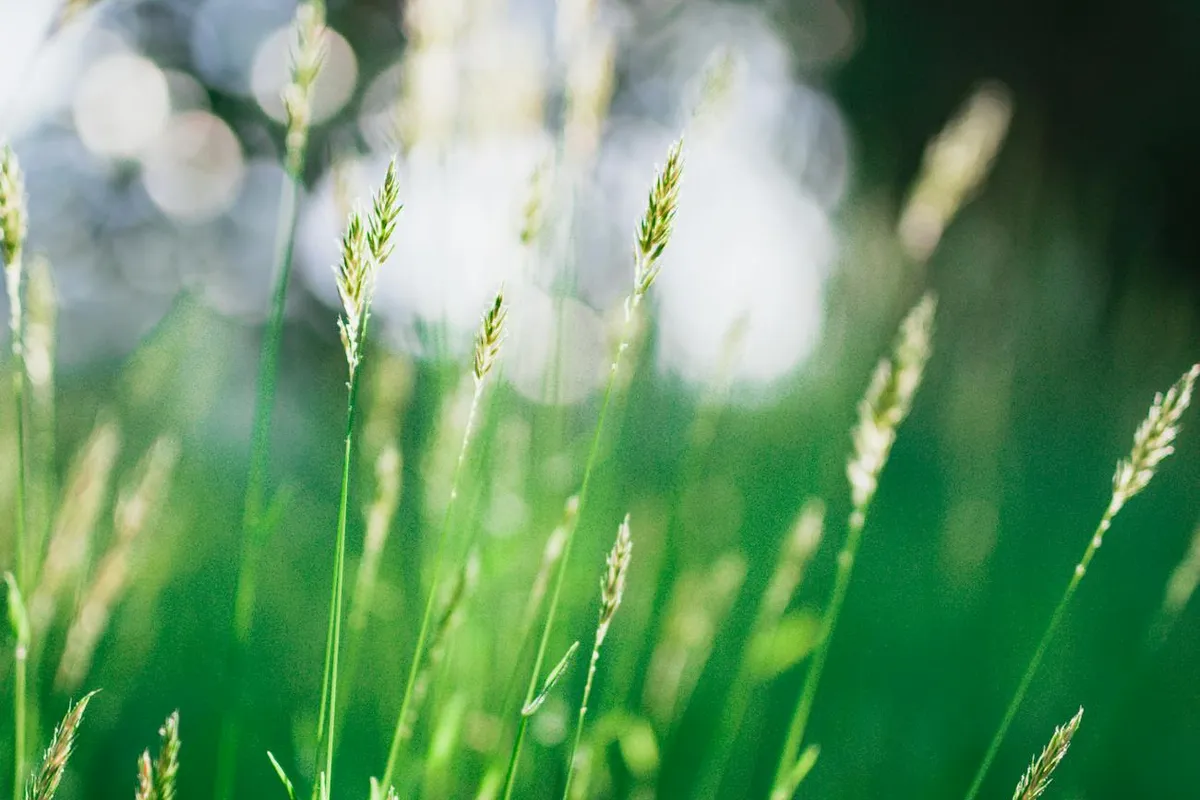 Close-up of young green grass blades with seed heads in a sunlit field.