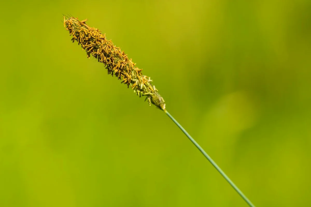 Close-up of a grass seed head on a slender stem with a blurred green background.