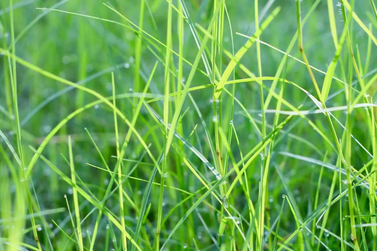 Close-up of thin, bright green grass blades with dew