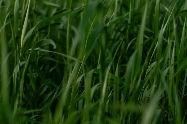 Close-up view of tall, dense green grass blades.
