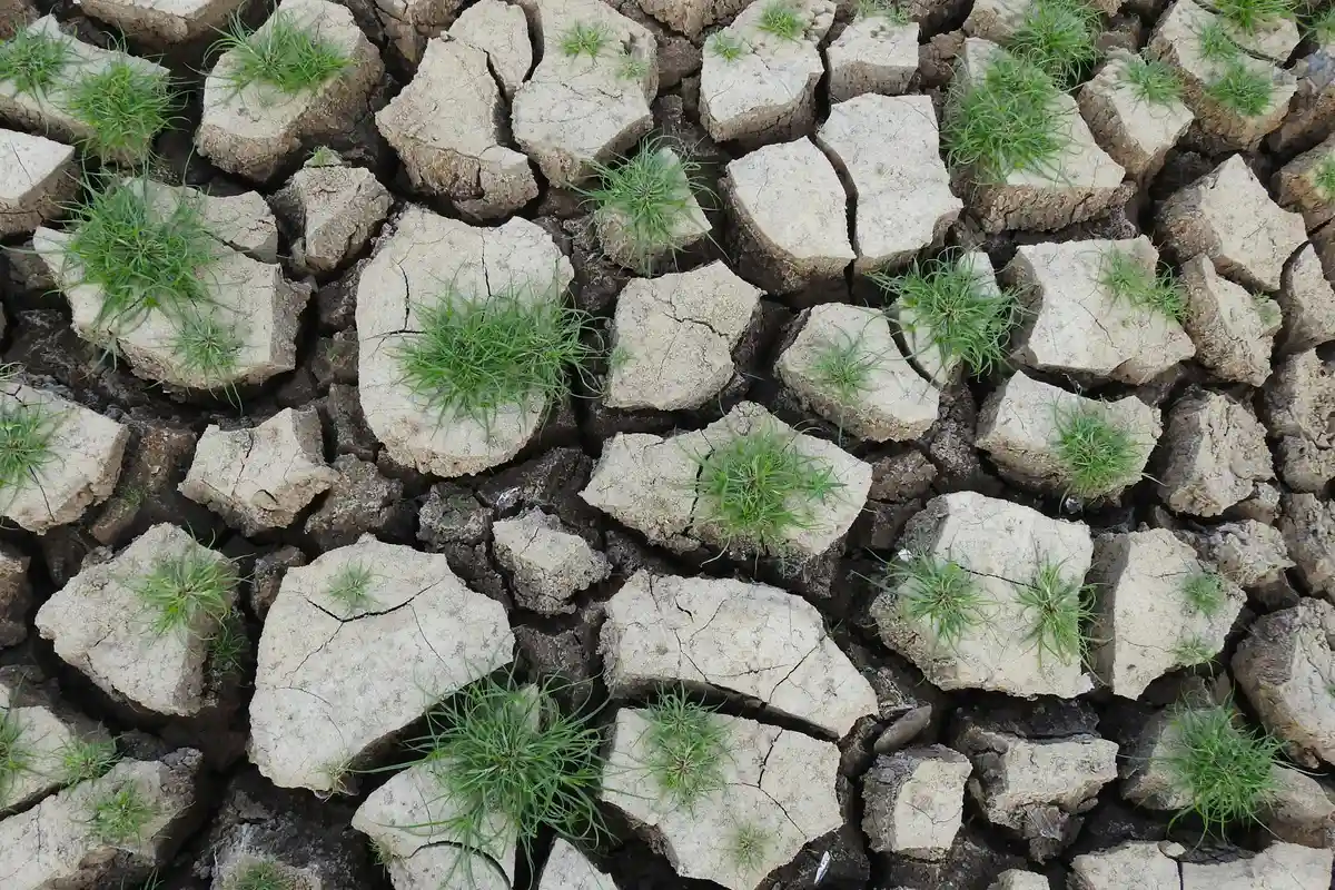 Dry, cracked heavy clay soil with small tufts of green grass emerging from the cracks.