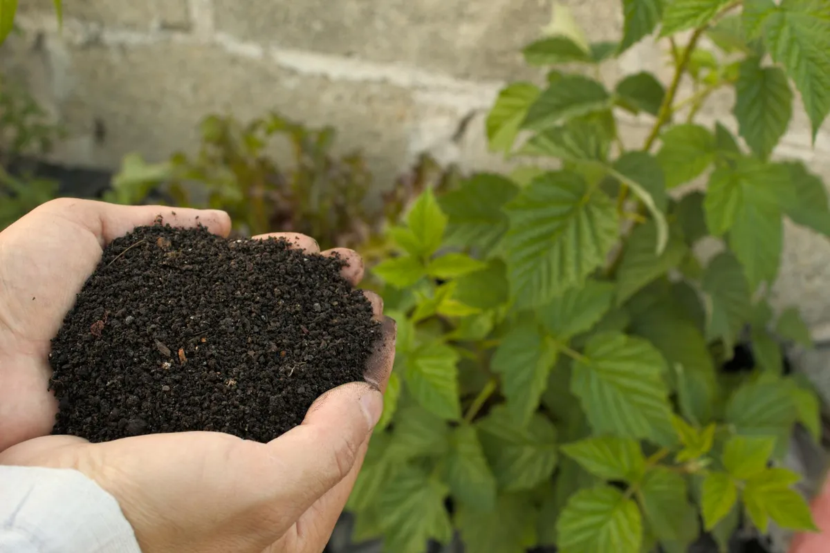 Hands cupping dark soil with green garden plants in the background, illustrating fall fertilization.