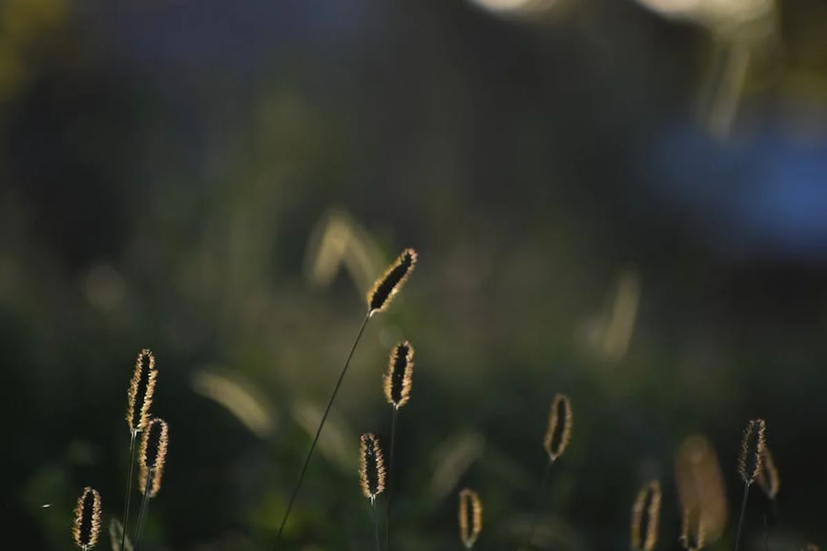 Close-up of grass seed heads silhouetted against a dark, blurred background