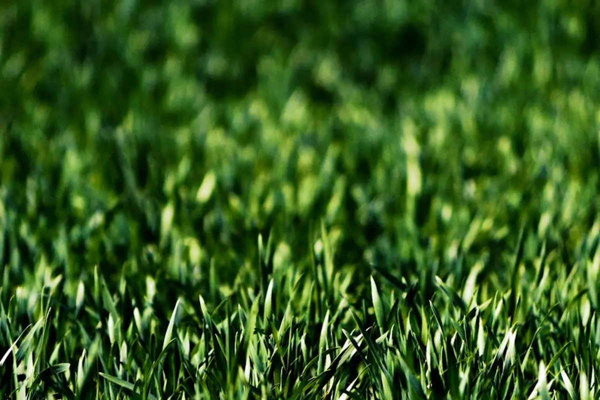 Close-up of a lush green lawn with blades of grass