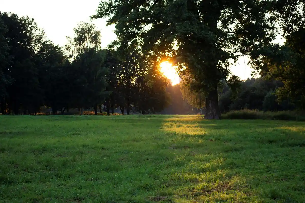 Sunset over a green lawn with tall trees in the background