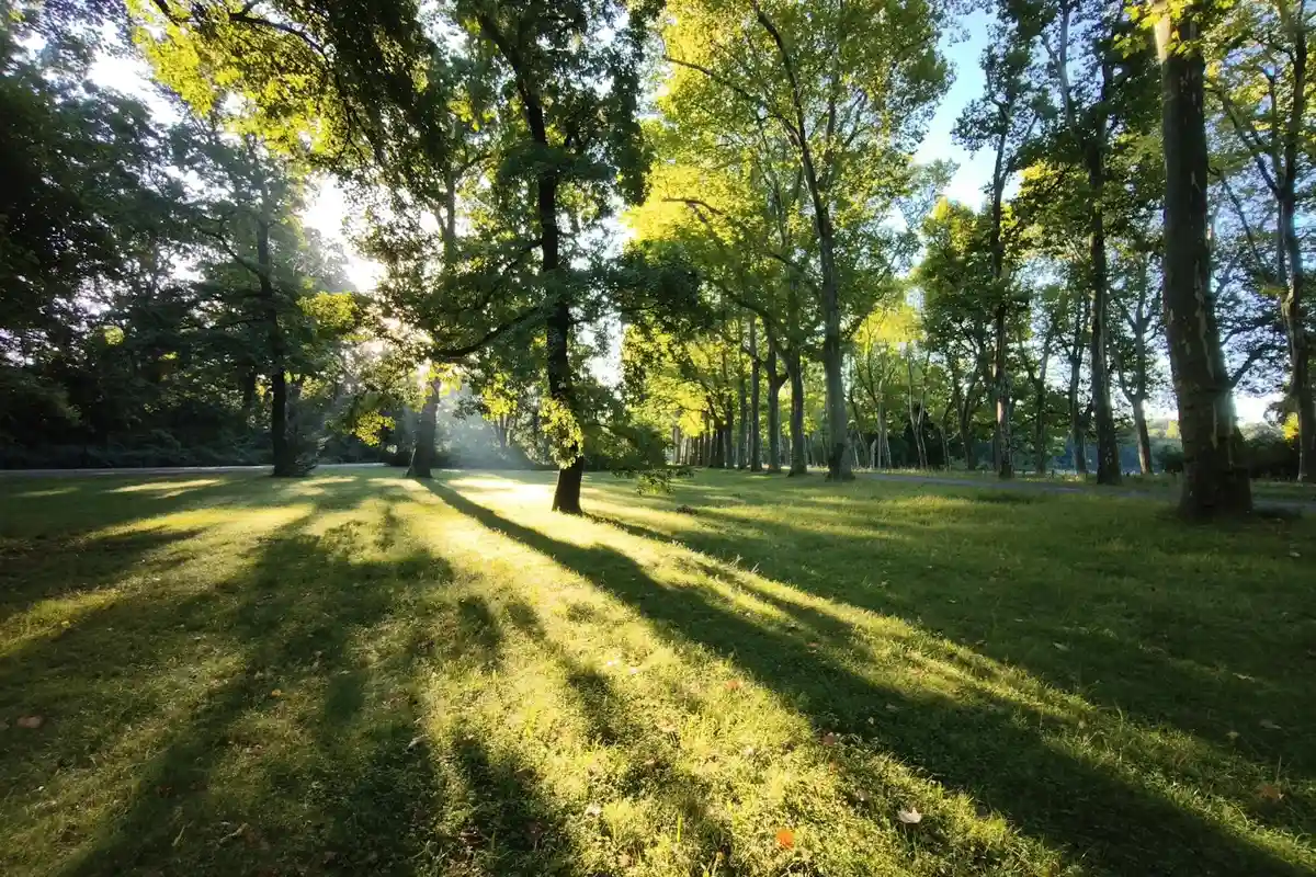 Sunlit park lawn with long shadows cast by trees across the grass.